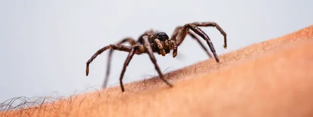 How to Treat an Infected Spider Bite