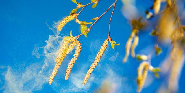 Pollen falling off of a plant in Houston, TX